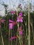 Gladiolus italicus in bloom