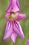 Gladiolus italicus pink inflorescence