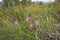 Gladiolus italicus pink inflorescence