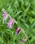 Gladiolus italicus purple flowers in a garden