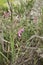 Gladiolus italicusin in bloom