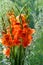 Gladiolus from Latin the diminutive of gladiu a sword is a genus of perennial cormous flowering plants in the iris family
