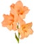 Gladiolus orange 3