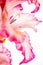 Gladiolus pink on white