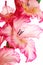 Gladiolus pink on white