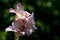 Gladiolus Priscilla on green background