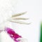 Gladiolus stamens