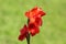 Gladiolus or Sword lily flowering plant with sword shape large red flowers on light green leaves background