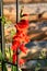 Gladiolus or Sword lily perennial flowering plant with dense large open orange flowers growing around support frame