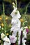 Gladiolus, White Prosperity