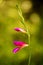 Gladiolus wild flower macro background high quality 50,6 Megapixels