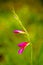 Gladiolus wild flower macro background high quality 50,6 Megapixels