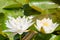 Gladstonia water lily nymphaea gladstonia plant