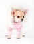 Glamorous chihuahua puppy dressed in a pink jacket