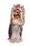 Glamorous dog yorkshire terrier licks isolated on white