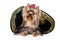 Glamorous dog Yorkshire terrier lies in a hat isolated on white