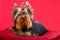 Glamorous fashionable little dog Yorkshire terrier