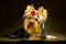 Glamorous fashionable little dog Yorkshire terrier