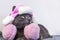 glamorous gray burmese cat lies in a cute white cap with earflaps with pink bets and pink headphones and looks around