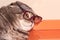 Glamorous lop-eared cat with glasses