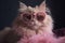 Glamorous Pink Cat with Heart-Shaped Sunglasses: Perfect for Valentine\\\'s Day Greetings.