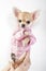 Glamour chihuahua puppy wearing pink jacket