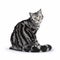 Glamour shot of British shorthair cat sitting on white background