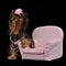 Glamour Yorkie dog among pink items