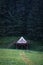 Glamping tent in green meadow surrounded by fir tree forest