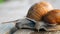 Glance, steps and slow motion to love. Snails crawl on a gray board in sunny weather. Macro, super close up.