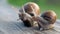 Glance, steps and slow motion to love. Snails crawl on a gray board in sunny weather. Macro, super close up.