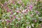 Glandular balsam Impatiens glandulifera