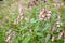 Glandular balsam Impatiens glandulifera