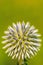 Glandular globe-thistle blooming