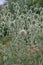 Glandular globethistle Echinops sphaerocephalus Arctic Glow, flowering plants