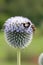 Glandular globethistle Echinops sphaerocephalus, flower with bees