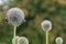 Glandular globethistle Echinops sphaerocephalus, flowers with bees