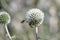 Glandular globethistle Echinops sphaerocephalus, spherical flower with honeybees