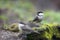 Glanskop, Marsh Tit, Poecile palustris