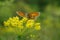 Glanville Fritillary butterfly on Cypress spurge