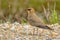 Glareola pratincola - Collared pratincole