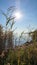 The glaring sun on the shores of the lagoon covered with tall grasses and other vegetation.