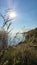 The glaring sun on the shores of the lagoon covered with tall grasses and other vegetation.