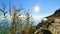 The glaring sun on the shores of the lagoon covered with tall grasses and other vegetation.