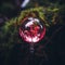 a glass ball with a red flower in it sitting on a moss covered branch