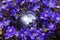 Glass ball and spring violet flowers