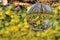 Glass ball and yellow aconites