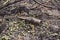 Glass beer bottle lies on the scorched ground