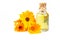 Glass bottle of calendula essential oil with fresh marigold flowers isolated on white background