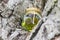Glass bottle with cork cap with green-yellow nectar oil. Located on the bark of coniferous wood